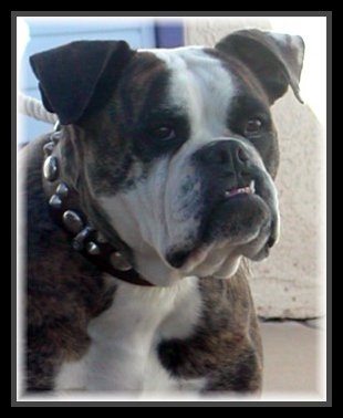 My Bulldogge's Pretty Pebbles