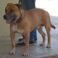 Gran Tenerife Titan De Bellver