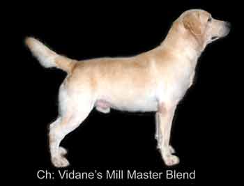 IND CH Vidane's Mill Master Blend