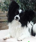 MULTI CH Filou von Annaberg