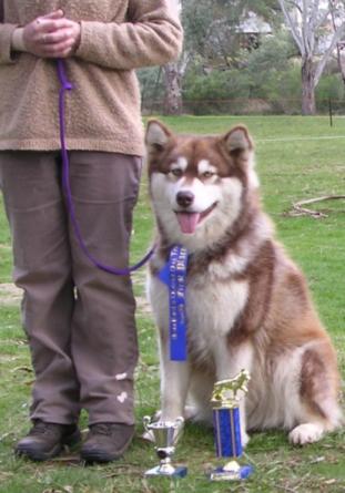 Kemulvak Scaramouche