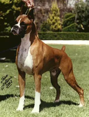 MX CH Draco Bad Boy
