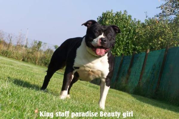 king staff paradise Beauty girl