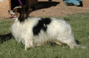 Majical's Little Rugrat