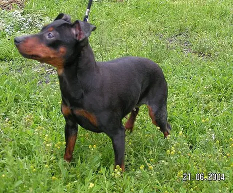 JUN CH PL, CH PL GRACJA Pilawa