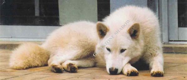 cv selection line Morgane nivalis