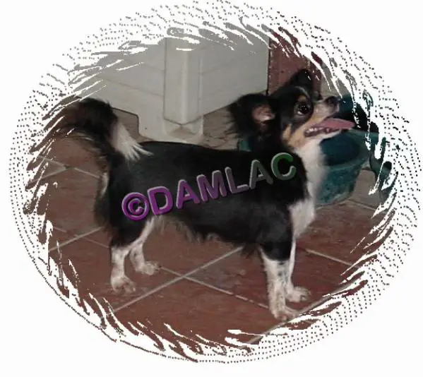 D'am-L'ac Or-Gd Venus-L