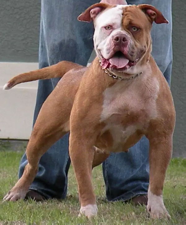 Talia Of Redline Kennels