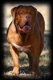AUS CHAMPION Runderkraal Jourdain