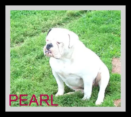 Buck's White Pearl