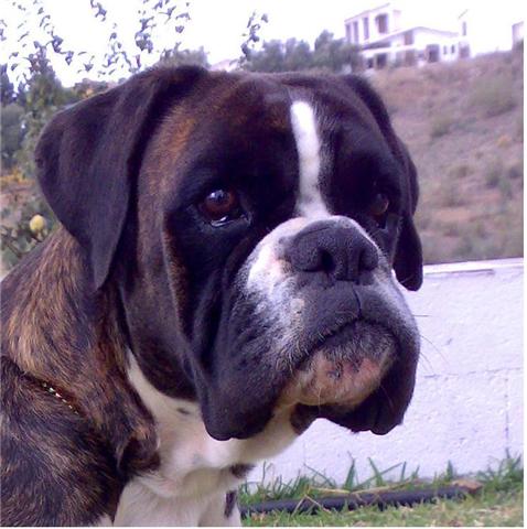 Xenia de Xatos de Wanda