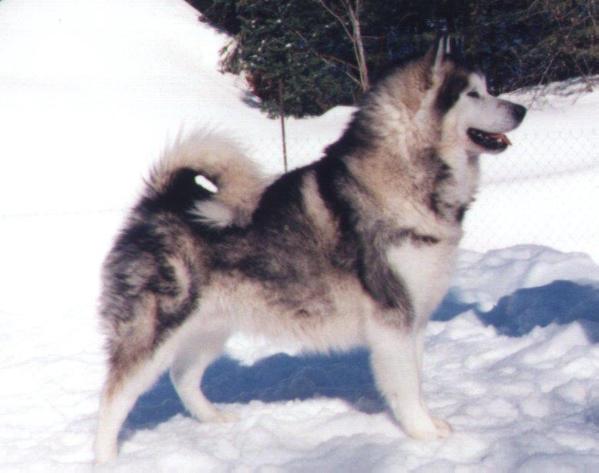 CAN CH SilverWolf Stone Man Drack