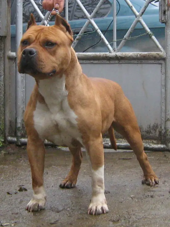 Thunder Rock's Low Kick