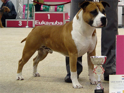 BISS & MULTI CH. Parastone's Don't Pull The Trigger