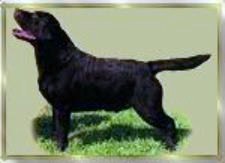 Brooklands Charlie Brown