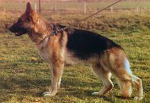 V Bambi vom Lummersbach
