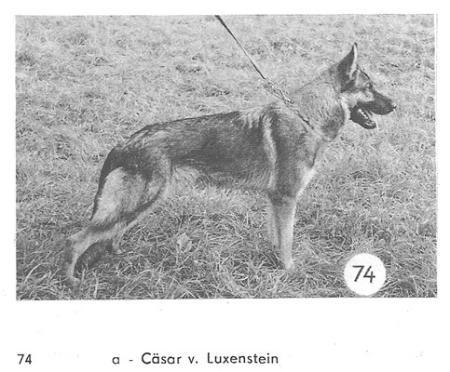 Cäsar vom Luxenstein
