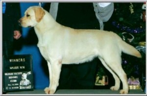 AM. CH. CAN. CH. Casbar's Legally Blonde