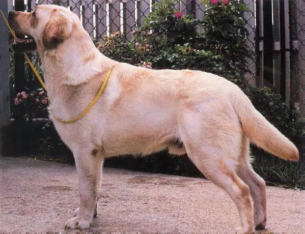 Valleywood Vagabond