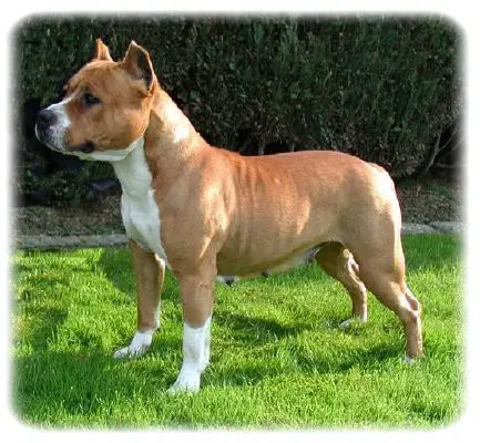 Vikky Van de falliss