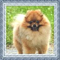 BALTIK LINE VITTORIO KAPPUCHINO