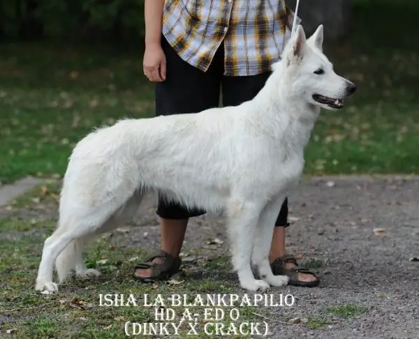 Isha la Blankpapilio (HD A, ED 0)