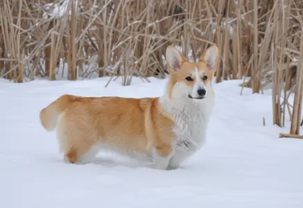 Pemcader Bring On Cyzarine