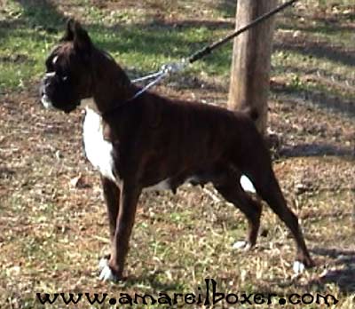 Tanja degli Scrovegni