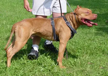 Little John's Red Tyson (APBT)