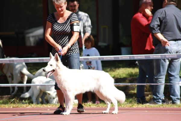 Aurelia vom Weißen Birkenstolz