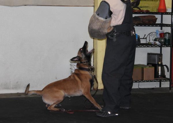 Bella's Anja Loups De' L' Orchidee'