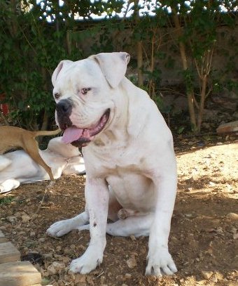 Starbulldog Zeus Of Casper Kennel