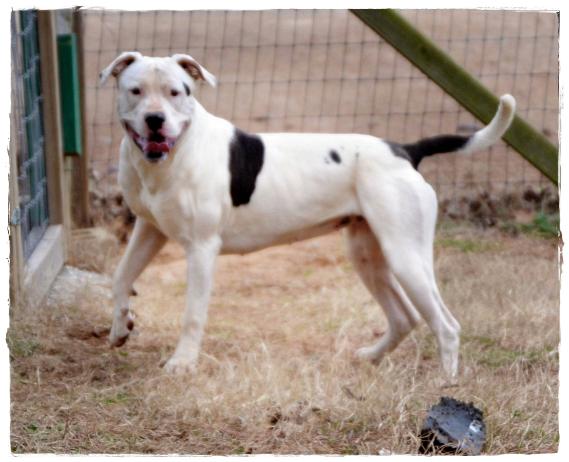 Dixie Blue of Sandfield