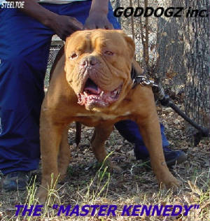 Steeltoe`s Master Kennedy
