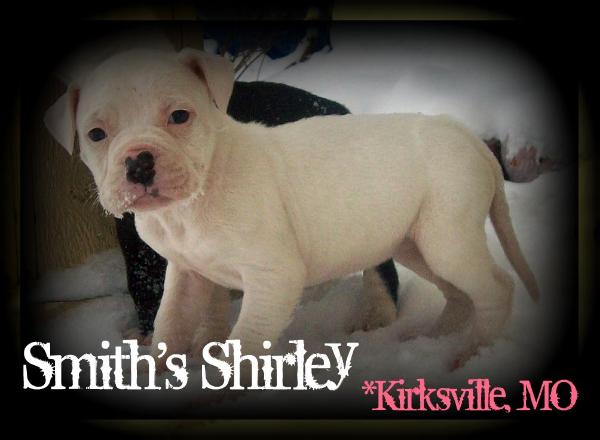 Smith's Shirley