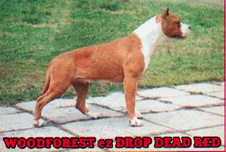 CH RUS, UKR Woodforest EZ Drop Dead Red