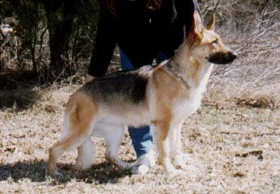 SG Dina von Sendling