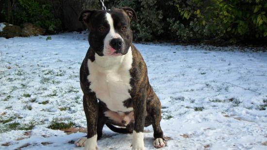 CLYDE of callagan's dog