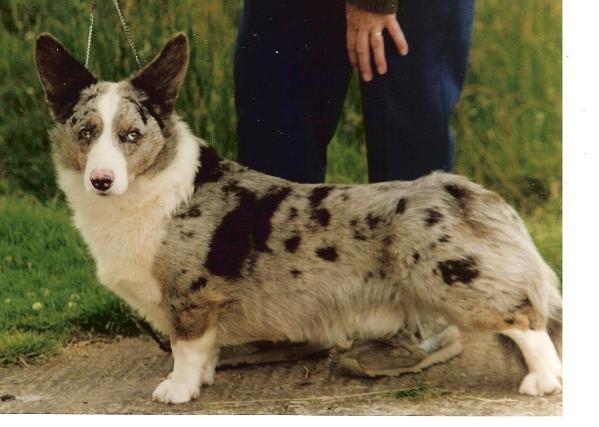 Baileswood Einyaun Yrth