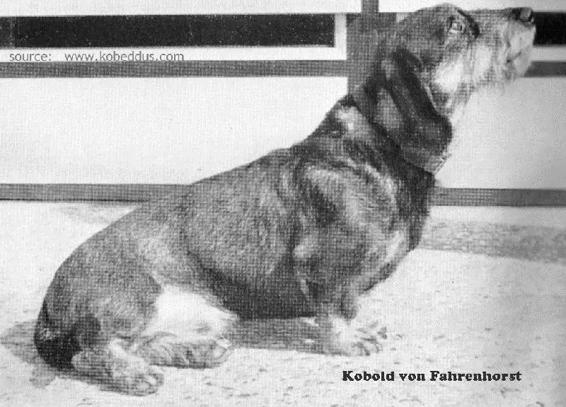 Kobold von den Fahrenhorst