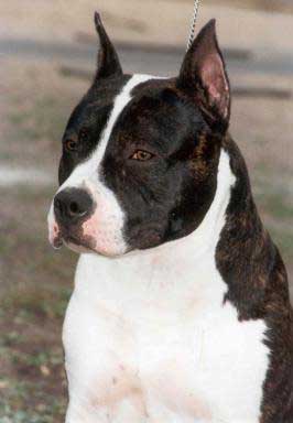 CH RUS, CACIB Toir - Prestizh Briz