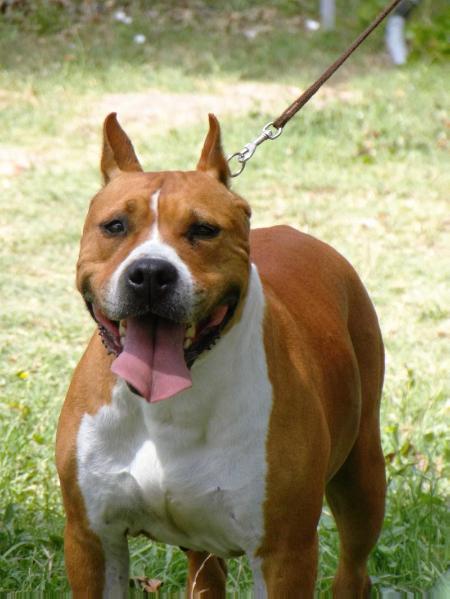 American History X Summerdream