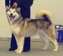 Garcon Chosen Cayenne