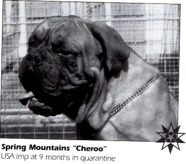 Spring Mountain's Cheroo (imp USA)