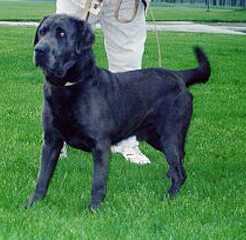 RC Dozer Of Beavercreek