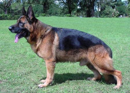 VA1 (PH) PHIL CH Baer von Bann