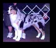 AKC/ASCA CH Calais Buck&wing of Carolina