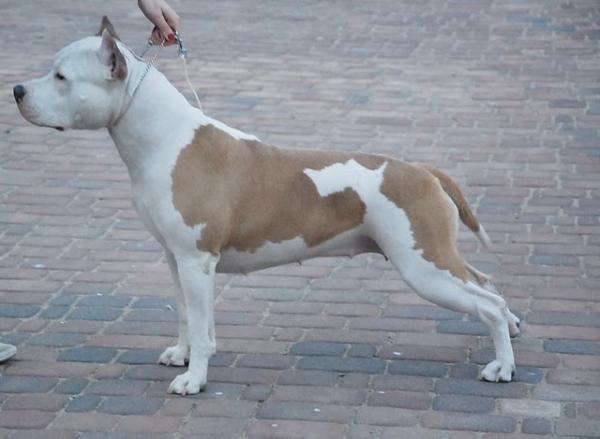 JCH.PL, CH.PL, CH.LT, CH.VET.PL, CH.VET.LT, BELLA VALOROSO Nux Vomica