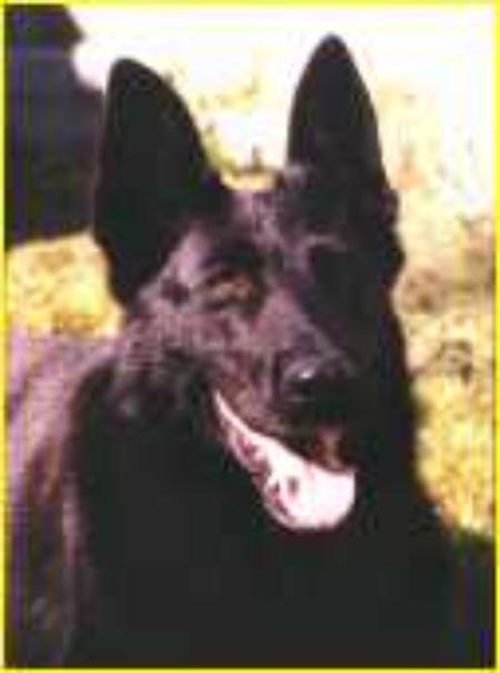 Queenie von Haus Antverpa