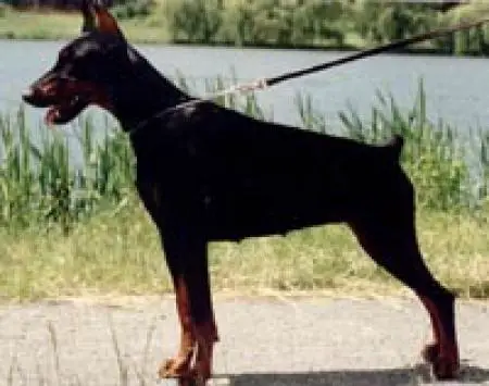 INT. CH. Coco-Chanell King of Darkness